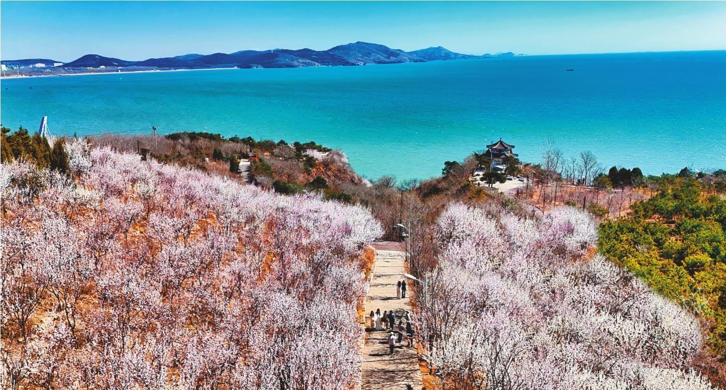 花海之间