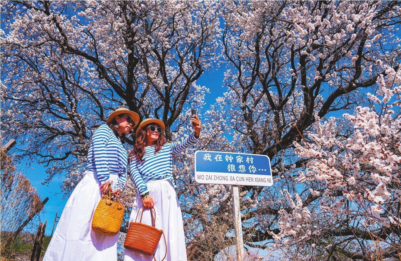 杏花映春醉游人